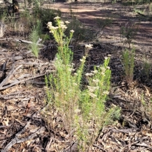 Cassinia quinquefaria at Combaning, NSW - 10 Jun 2023 12:32 PM