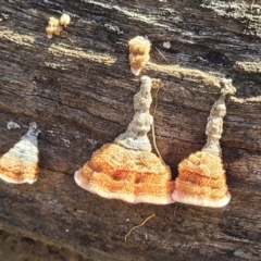 Unidentified Underside smooth or wrinkled/roughened <Stereum etc> at Combaning State Conservation Area - 10 Jun 2023 by trevorpreston