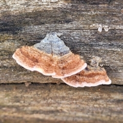 Xylobolus illudens at Combaning, NSW - 10 Jun 2023 12:31 PM