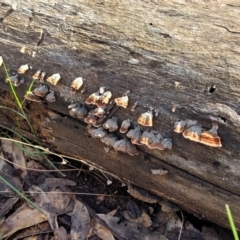 Xylobolus illudens at Combaning, NSW - 10 Jun 2023 12:31 PM