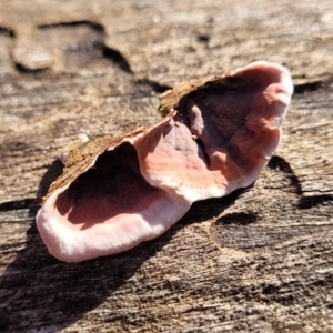 Xylobolus illudens at Combaning, NSW - 10 Jun 2023 12:31 PM