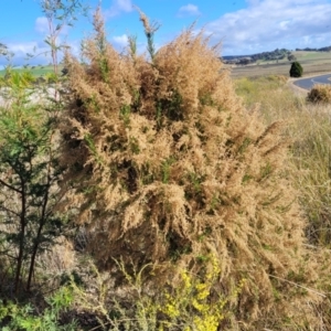 Cassinia sifton at Dirnaseer, NSW - 10 Jun 2023 12:24 PM