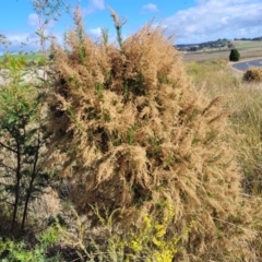 Cassinia sifton (Sifton Bush, Chinese Shrub) at Dirnaseer, NSW - 10 Jun 2023 by trevorpreston