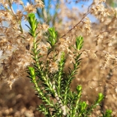 Cassinia sifton at Dirnaseer, NSW - 10 Jun 2023 12:24 PM