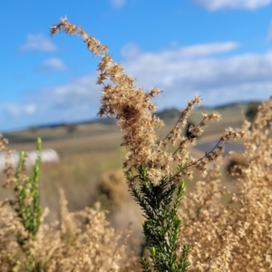 Cassinia sifton at Dirnaseer, NSW - 10 Jun 2023 12:24 PM