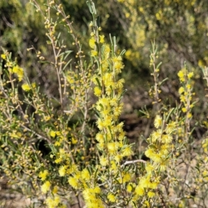Acacia flexifolia at Dirnaseer, NSW - 10 Jun 2023