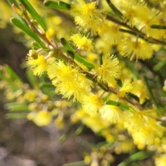 Acacia flexifolia at Dirnaseer, NSW - 10 Jun 2023 12:23 PM
