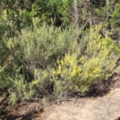 Acacia flexifolia at Dirnaseer, NSW - 10 Jun 2023 12:23 PM