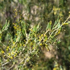 Acacia flexifolia at Dirnaseer, NSW - 10 Jun 2023 12:23 PM