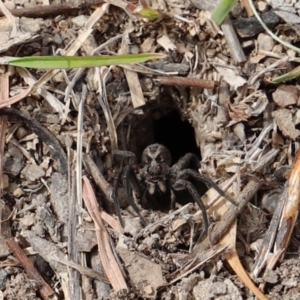 Lycosidae (family) at Stromlo, ACT - 22 Sep 2018 12:18 PM