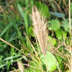 Chloris virgata (Feathertop Rhodes Grass) at Stockinbingal, NSW - 10 Jun 2023 by trevorpreston