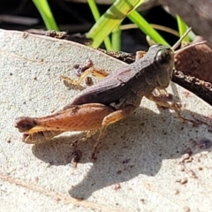 Phaulacridium vittatum (Wingless Grasshopper) at Cootamundra, NSW - 10 Jun 2023 by trevorpreston