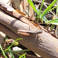 Phaulacridium vittatum at Cootamundra, NSW - 10 Jun 2023