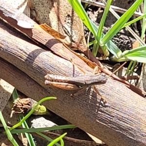 Phaulacridium vittatum at Cootamundra, NSW - 10 Jun 2023 11:46 AM