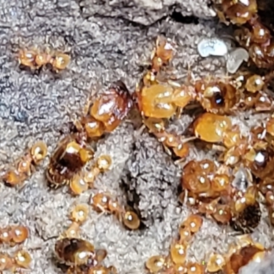 Pheidole sp. (genus) (Seed-harvesting ant) at Cootamundra, NSW - 10 Jun 2023 by trevorpreston
