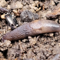 Deroceras sp. (genus) (A Slug or Snail) at Cootamundra, NSW - 10 Jun 2023 by trevorpreston