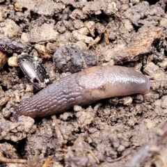 Deroceras sp. (genus) at Cootamundra, NSW - 10 Jun 2023