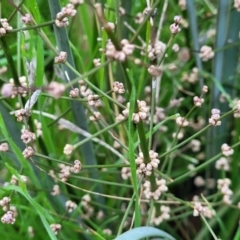 Lomandra multiflora (Many-flowered Matrush) at Cootamundra, NSW - 10 Jun 2023 by trevorpreston