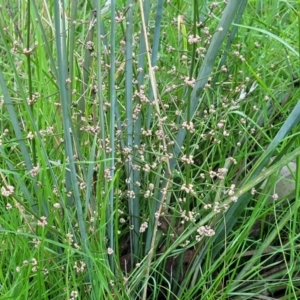 Lomandra multiflora at Cootamundra, NSW - 10 Jun 2023