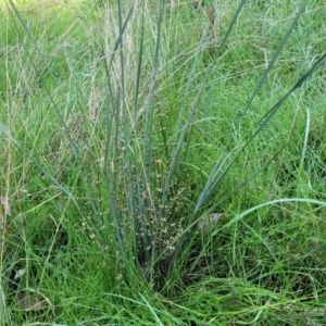 Lomandra multiflora at Cootamundra, NSW - 10 Jun 2023