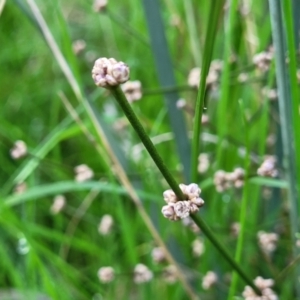 Lomandra multiflora at Cootamundra, NSW - 10 Jun 2023