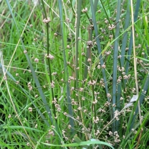 Lomandra multiflora at Cootamundra, NSW - 10 Jun 2023