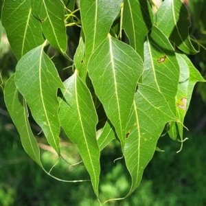 Brachychiton populneus at Cootamundra, NSW - 10 Jun 2023