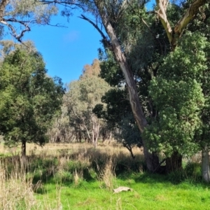 Brachychiton populneus at Cootamundra, NSW - 10 Jun 2023