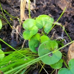 Dichondra repens at Cootamundra, NSW - 10 Jun 2023