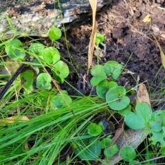 Dichondra repens at Cootamundra, NSW - 10 Jun 2023