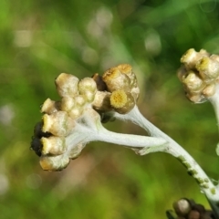 Pseudognaphalium luteoalbum (Jersey Cudweed) at Cootamundra, NSW - 10 Jun 2023 by trevorpreston