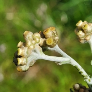 Pseudognaphalium luteoalbum at Cootamundra, NSW - 10 Jun 2023