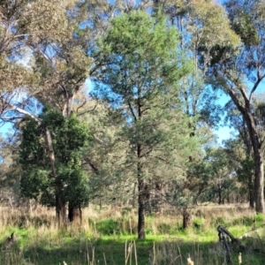 Callitris glaucophylla at Cootamundra, NSW - 10 Jun 2023