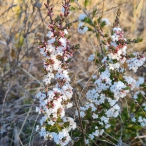 Styphelia attenuata at Farrer, ACT - 10 Jun 2023