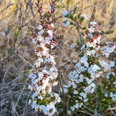 Leucopogon attenuatus (Small-leaved Beard Heath) at Farrer, ACT - 10 Jun 2023 by Mike