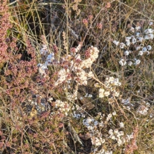 Leucopogon attenuatus at Farrer, ACT - 10 Jun 2023