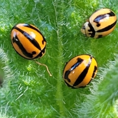 Micraspis frenata (Striped Ladybird) at Flagstaff Memorial NR - 10 Jun 2023 by trevorpreston