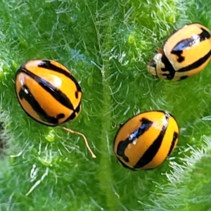 Micraspis frenata at Cootamundra, NSW - 10 Jun 2023