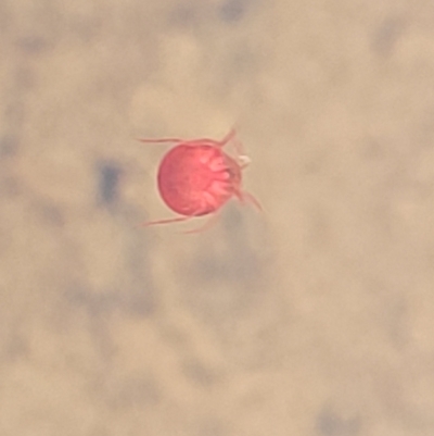 Hydrachnidia sp. (sub-order) (A water mite) at Jindalee National Park - 10 Jun 2023 by trevorpreston