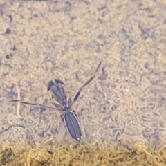 Notonectidae (family) (Backswimmer) at Cootamundra, NSW - 10 Jun 2023 by trevorpreston