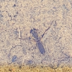 Notonectidae (family) at Cootamundra, NSW - 10 Jun 2023 11:12 AM