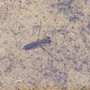 Notonectidae (family) at Cootamundra, NSW - 10 Jun 2023