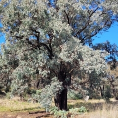 Eucalyptus sideroxylon (Mugga Ironbark) at Cootamundra, NSW - 10 Jun 2023 by trevorpreston