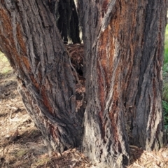 Eucalyptus sideroxylon at Jindalee National Park - 10 Jun 2023 11:10 AM