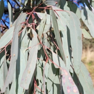 Eucalyptus sideroxylon at Jindalee National Park - 10 Jun 2023 11:10 AM