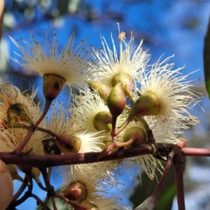 Eucalyptus sideroxylon at Jindalee National Park - 10 Jun 2023 11:10 AM