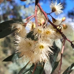 Eucalyptus sideroxylon at Cootamundra, NSW - 10 Jun 2023