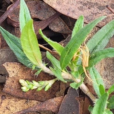 Persicaria prostrata (Creeping Knotweed) at Jindalee National Park - 10 Jun 2023 by trevorpreston