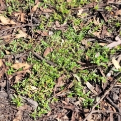 Persicaria prostrata at Cootamundra, NSW - 10 Jun 2023 11:09 AM