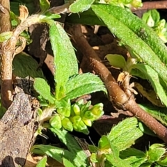 Persicaria prostrata at Cootamundra, NSW - 10 Jun 2023 11:09 AM